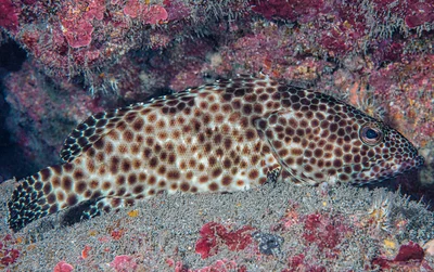Greasy grouper - Epinephelus tauvina