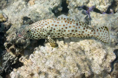 Epinephelus tauvina