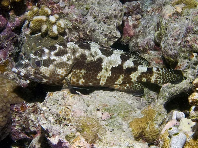 Epinephelus tauvina