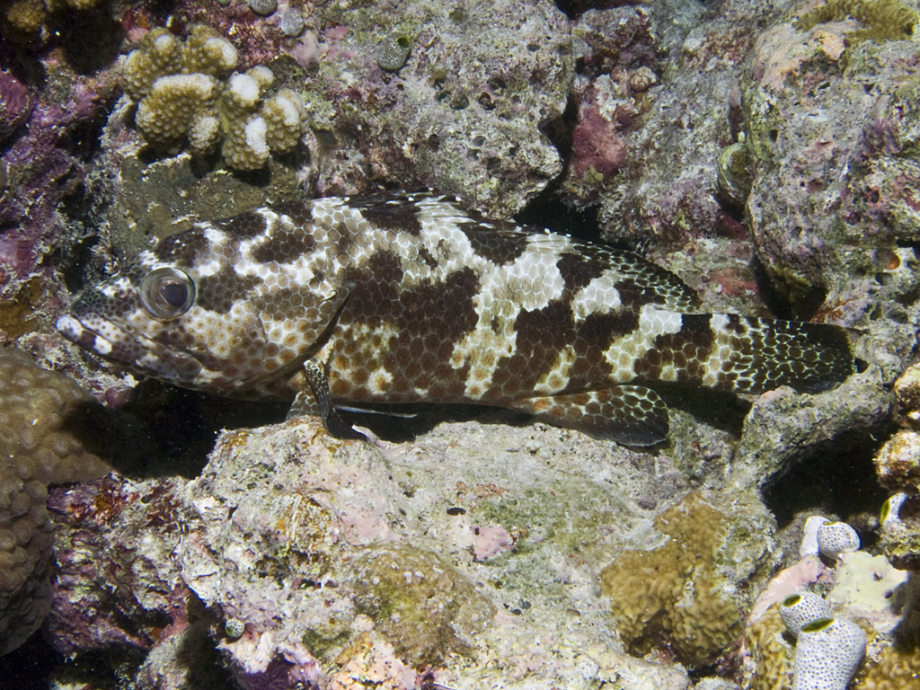 Epinephelus tauvina