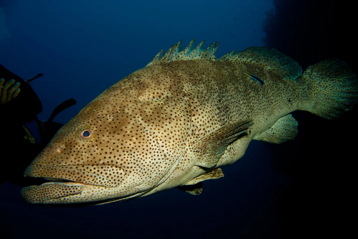 Epinephelus tauvina