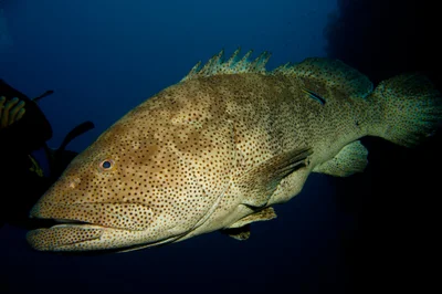 Epinephelus tauvina