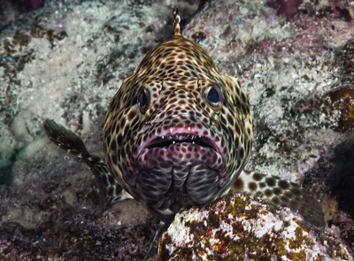 Greasy Grouper - Epinephelus tauvina