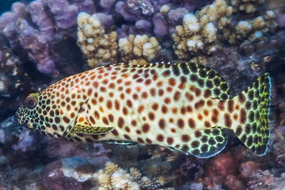 Greasy grouper, subadult - Epinephelus tauvina