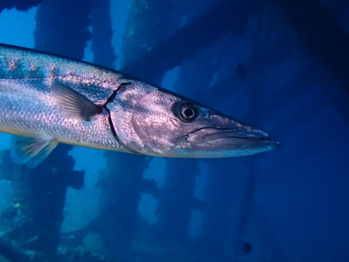 Great barracuda
