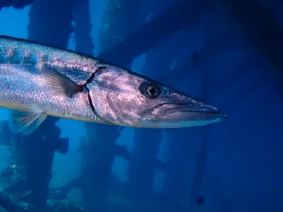 Great barracuda