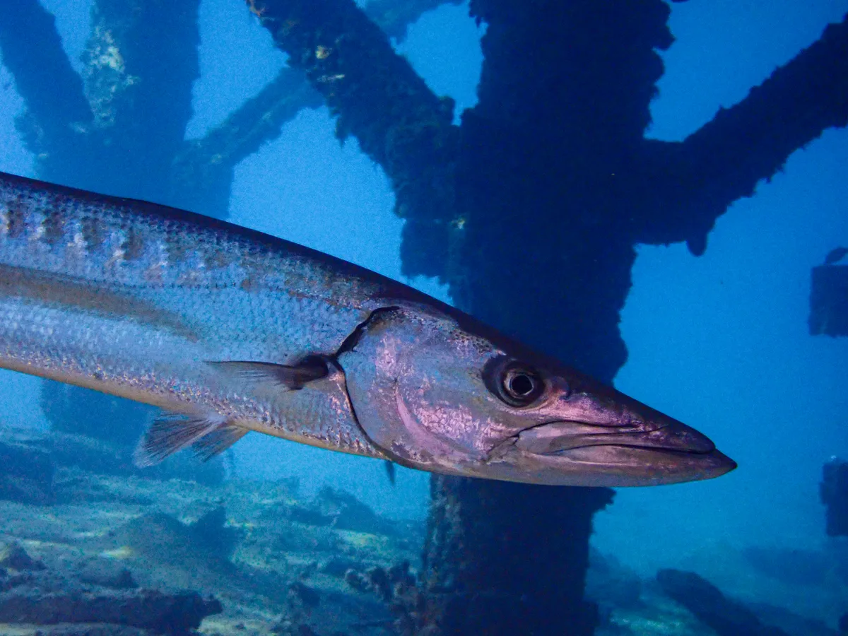 Great barracuda