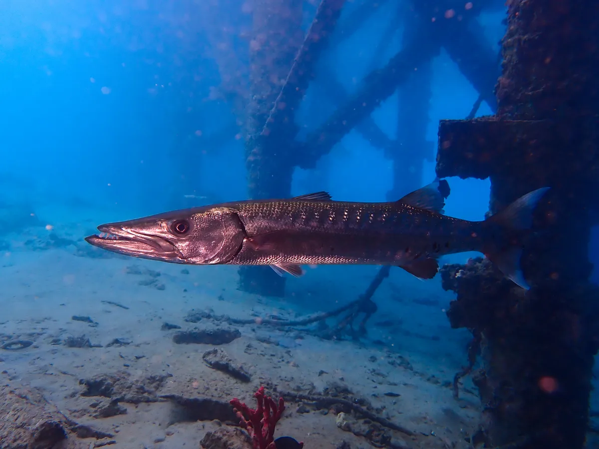 Great barracuda