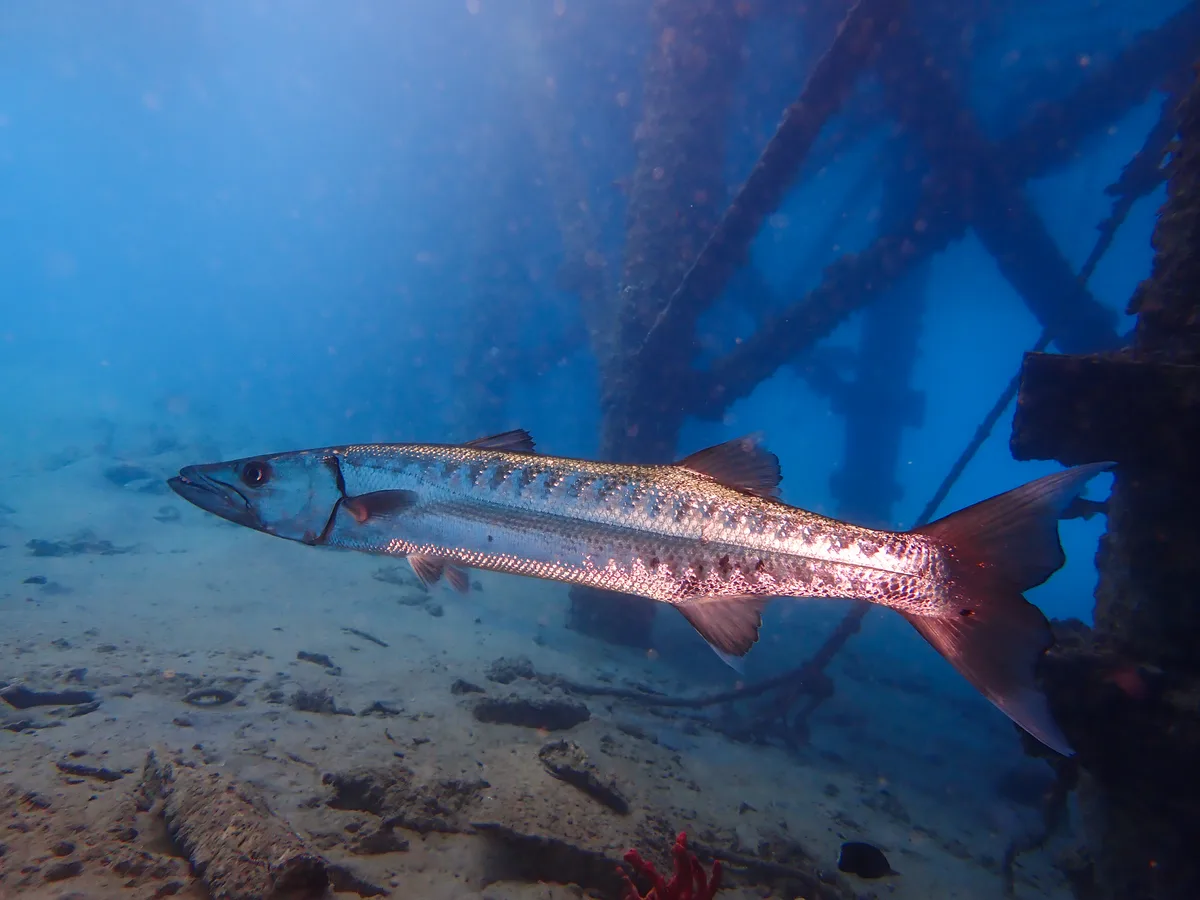 Great barracuda