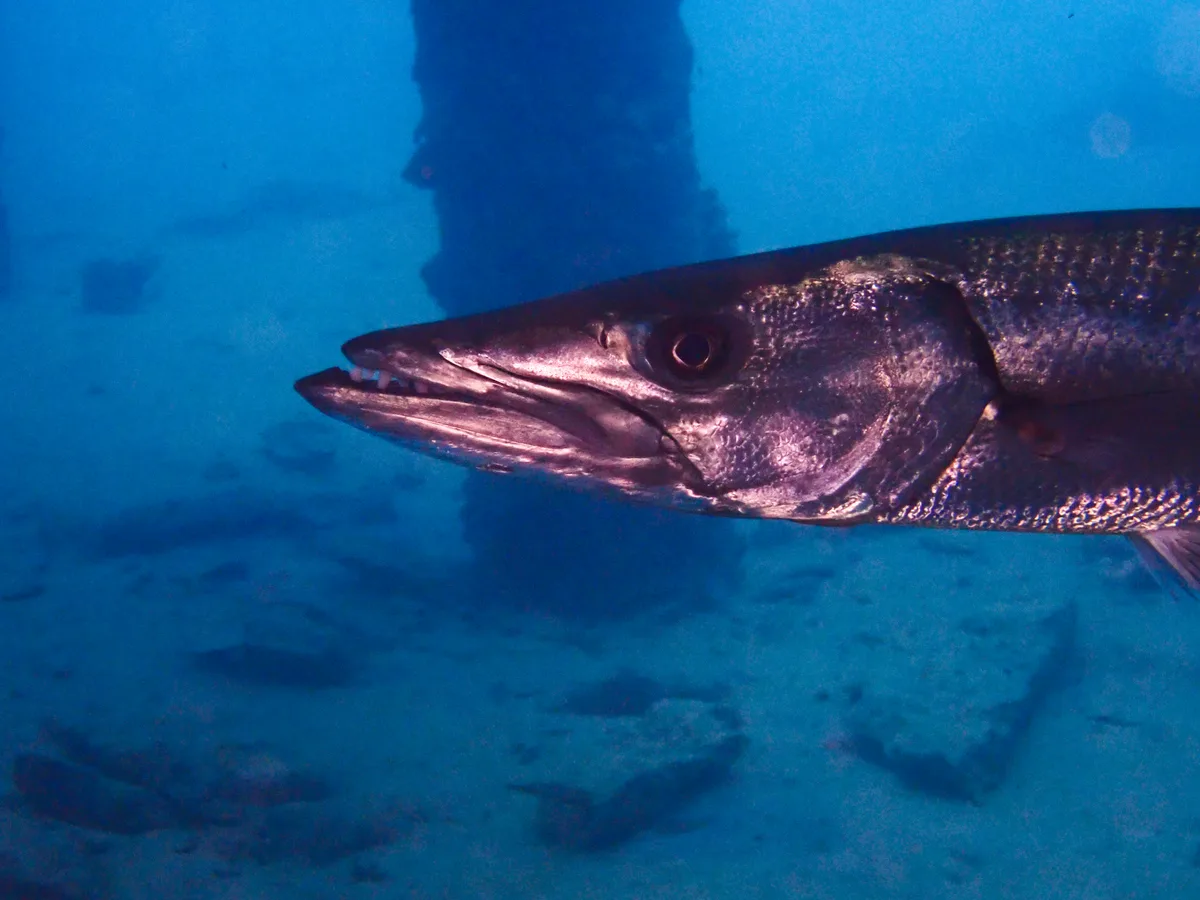 Great barracuda