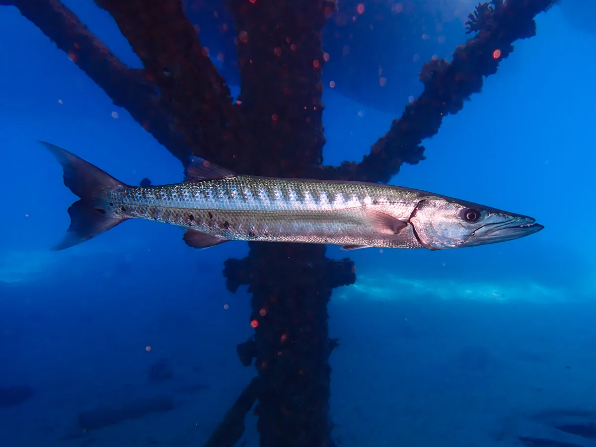 Great Barracuda