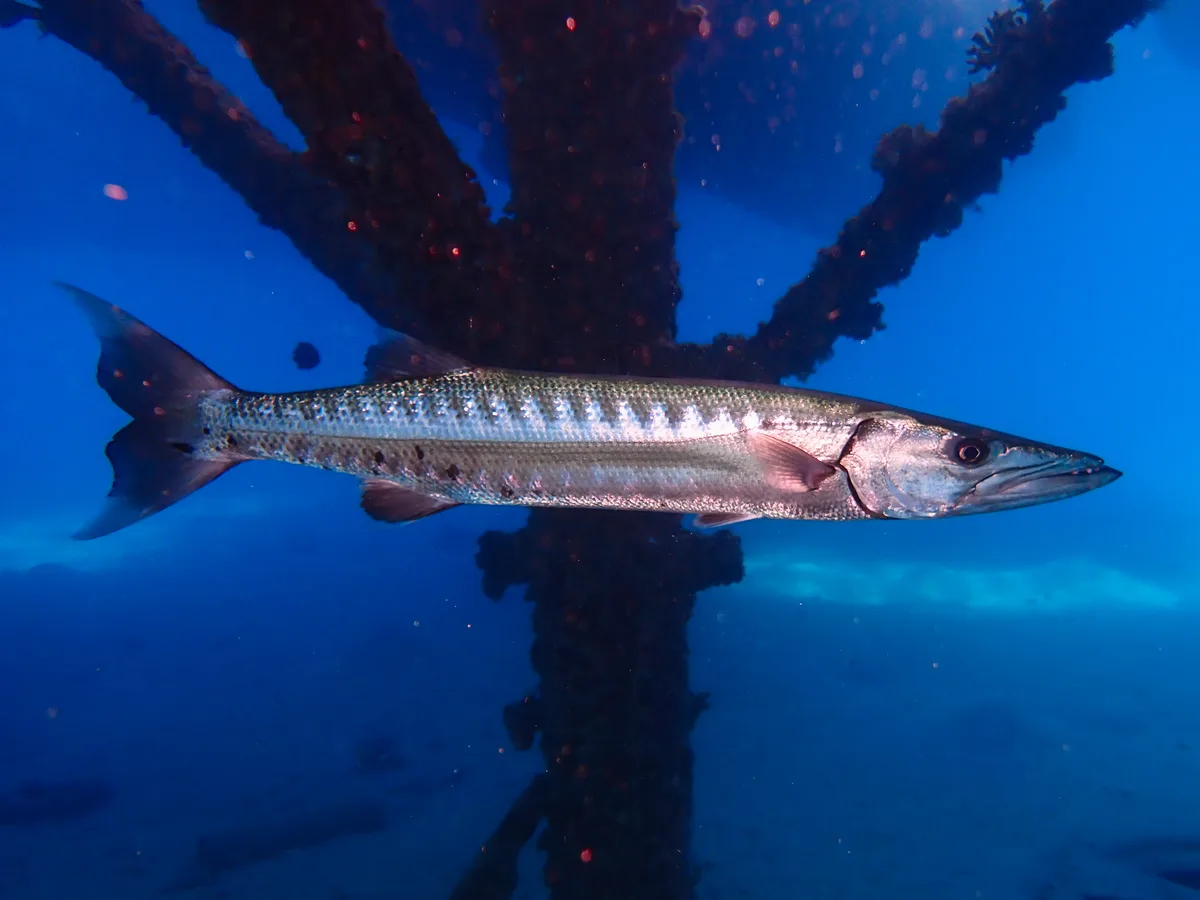 Great Barracuda