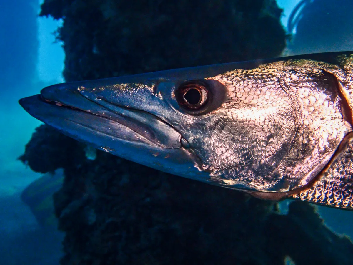 Great Barracuda