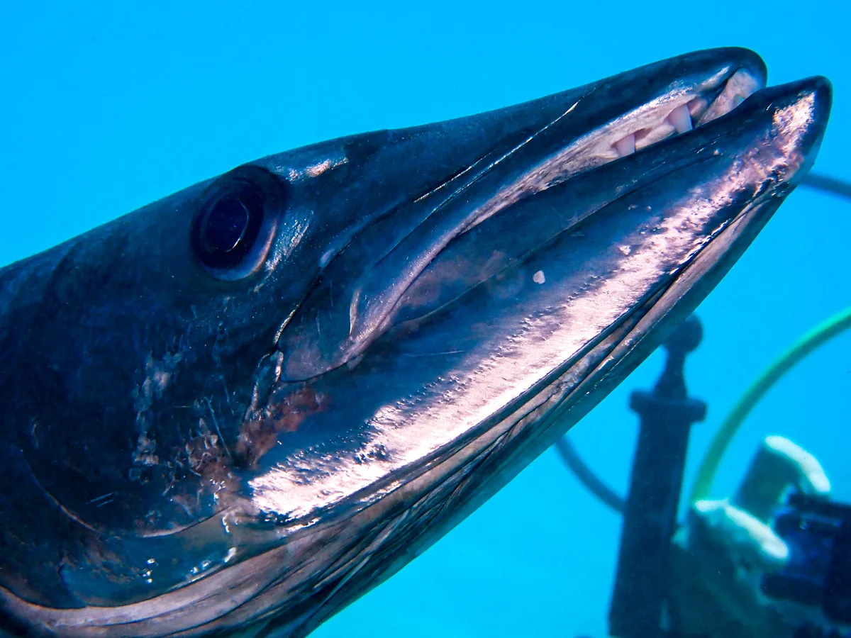 Great Barracuda