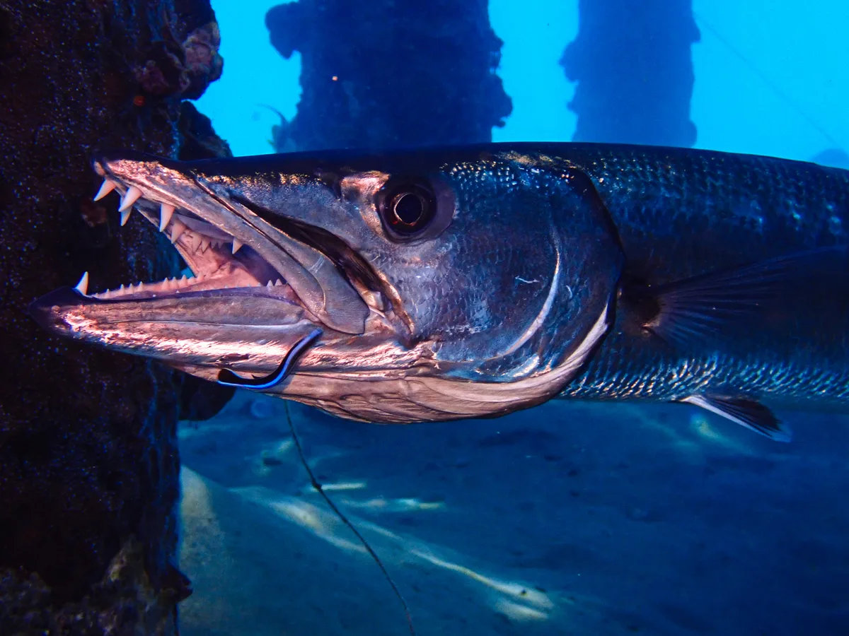 Great Barracuda