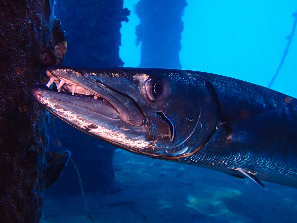 Great Barracuda