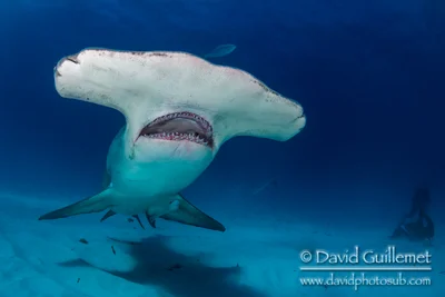 Great Hammerhead Shark (Sphyrna mokarran) - Bimini - Bahamas