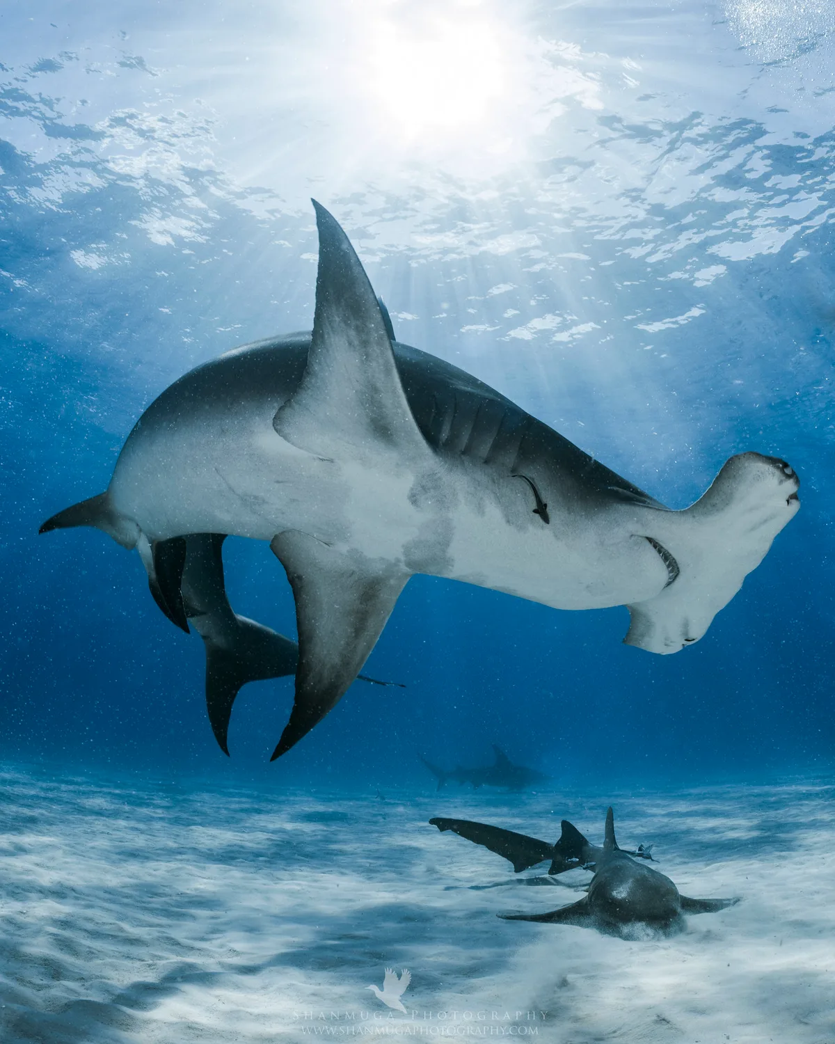 Bimini Blue