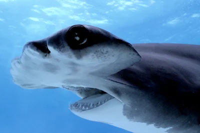 Great Hammerhead Shark / Grosser Hammerhai / Sphyrna mokarran