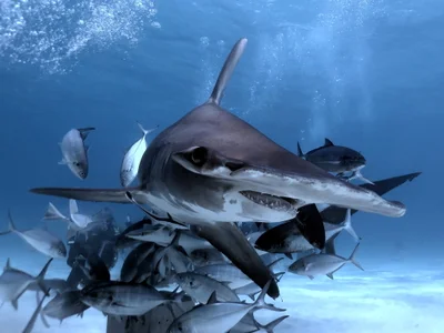 Great Hammerhead Shark / Grosser Hammerhai / Sphyrna mokarran