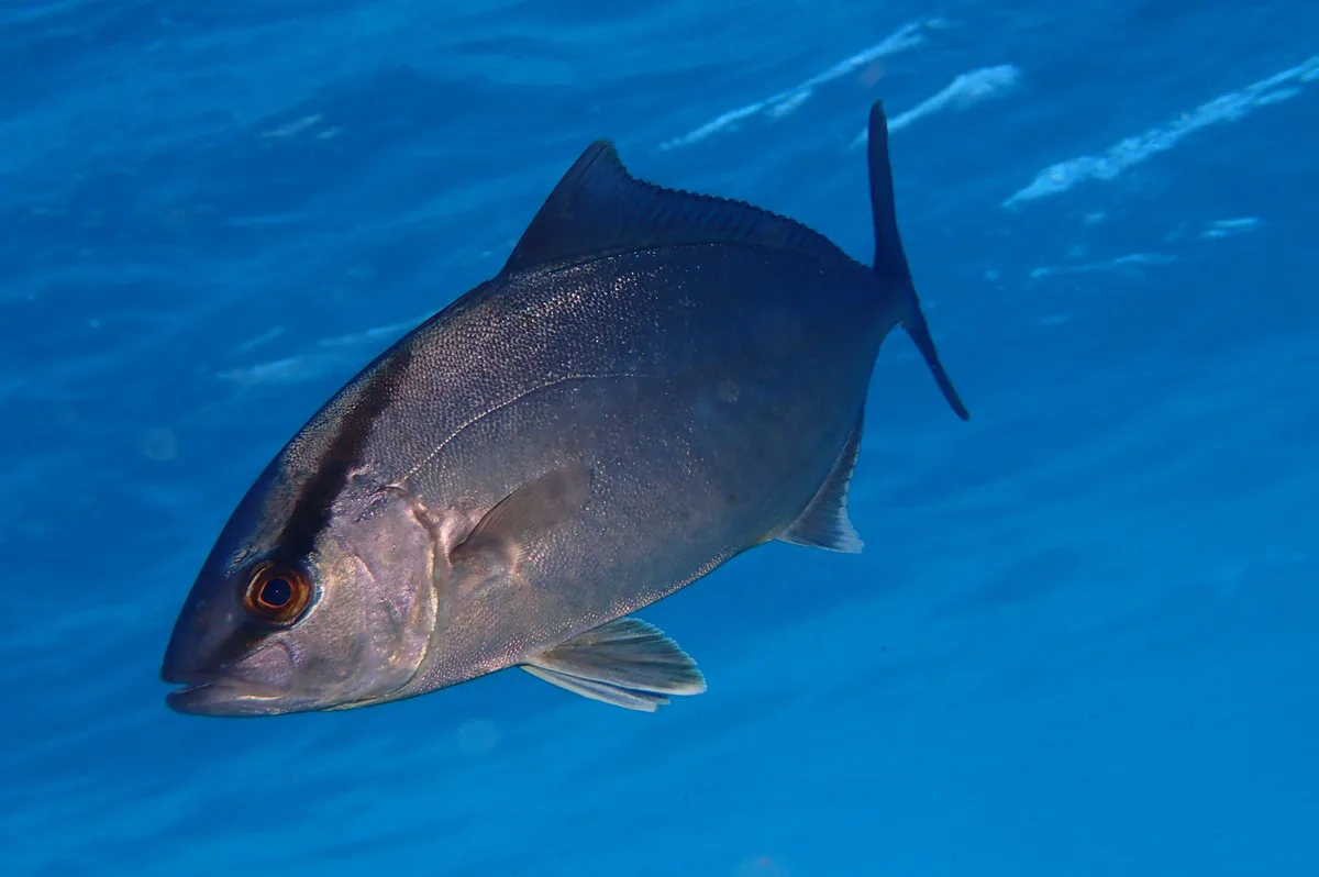 Greater Amberjack