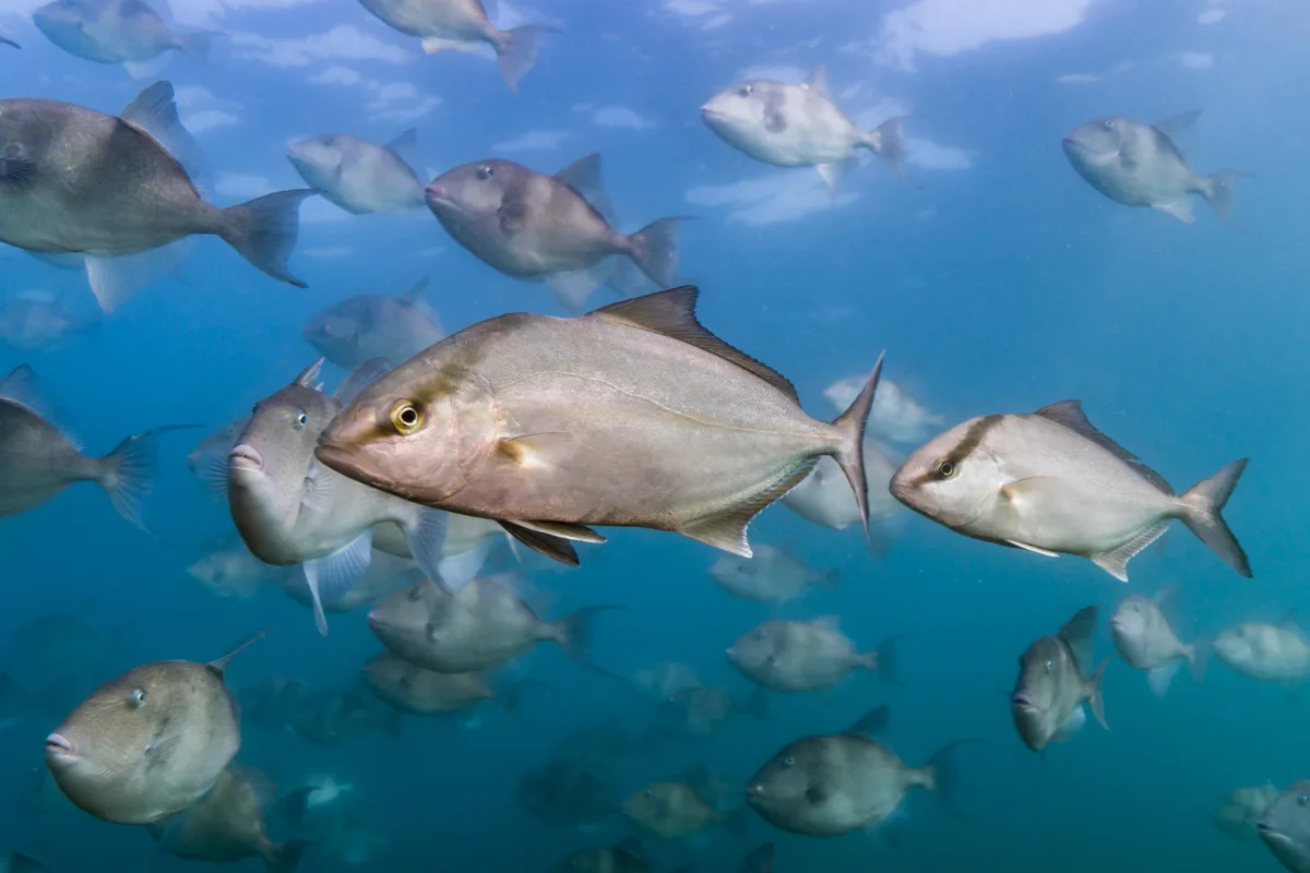Greater Amberjack