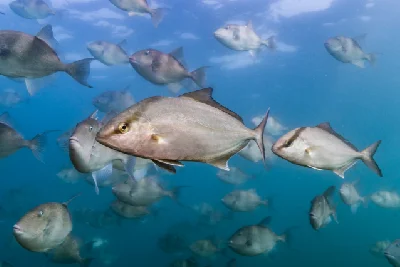 Greater Amberjack