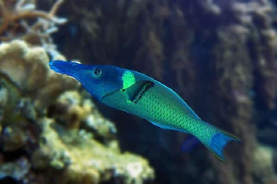 Green Birdmouth Wrasse - Male