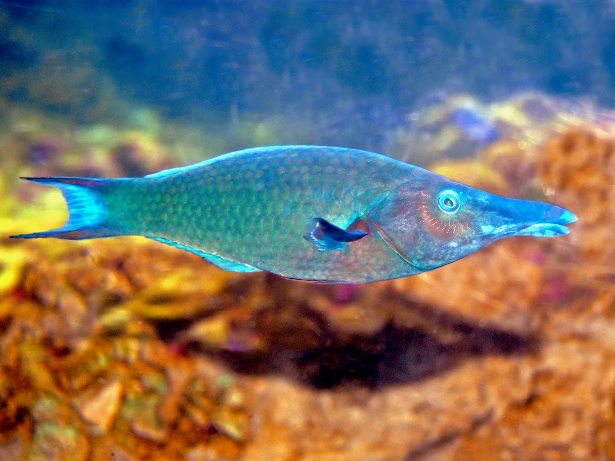 Green Birdmouth Wrasse - Male