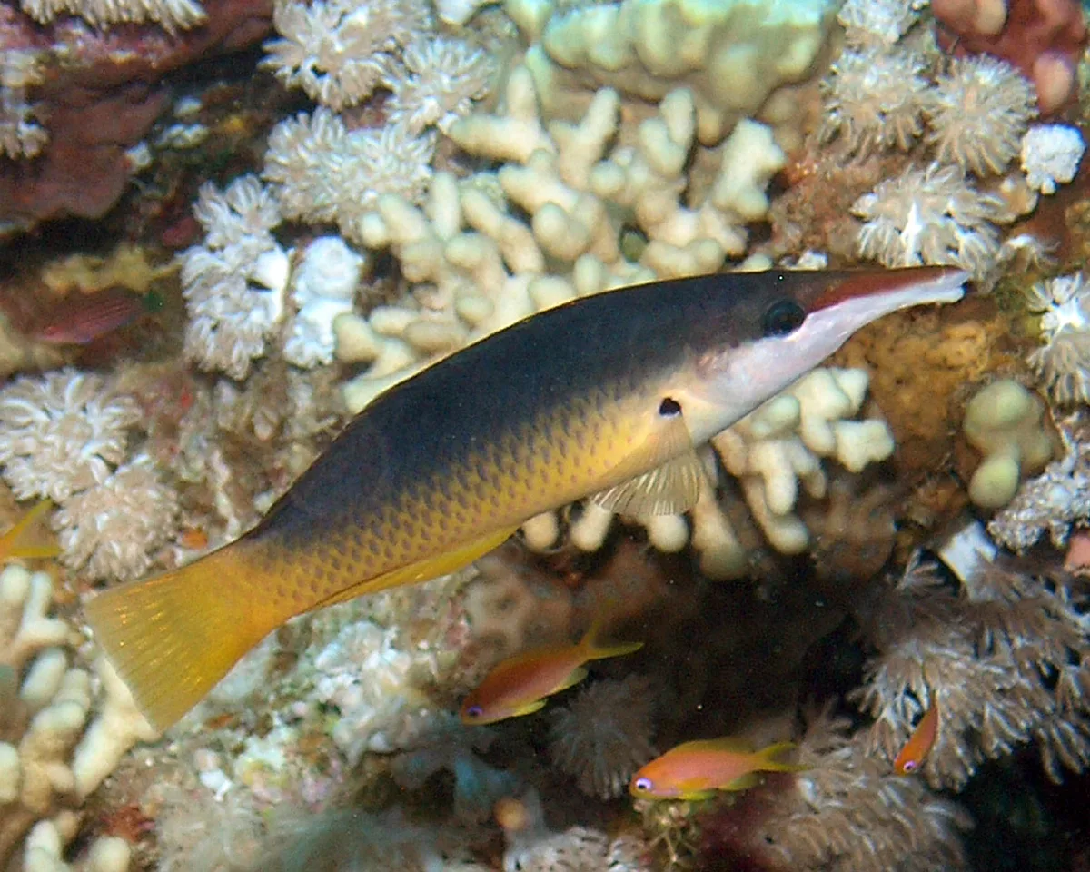 Green Birdmouth Wrasse - Female