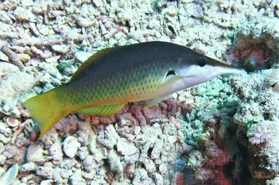 Gomphosus caeruleus