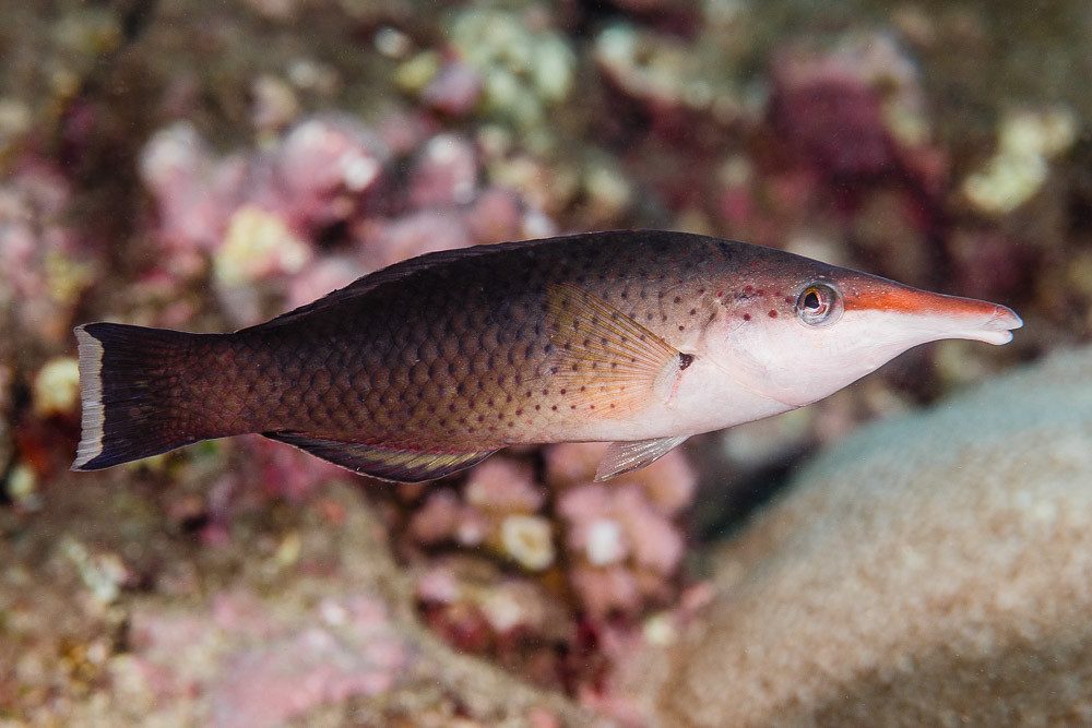 Indian Bird Wrasse, initial phase - Gomphosus caeruleus