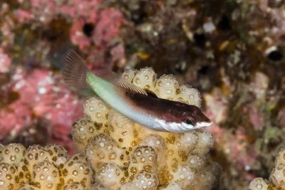 Indian Bird Wrasse, juvenile - Gomphosus caeruleus