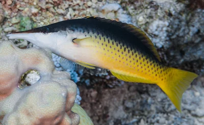 Red Sea Bird Wrasse, initial phase - Gomphosus klunzingeri