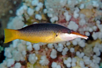 Green Birdmouth Wrasse - Gomphosus caeruleus