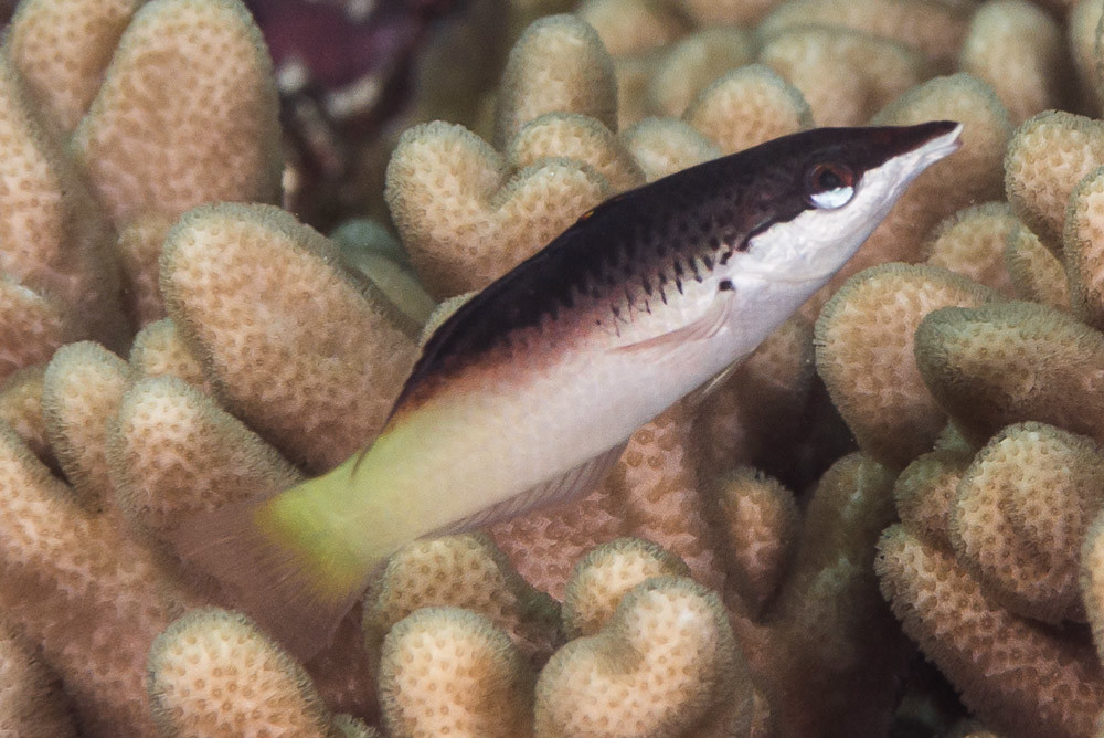 Indian Bird Wrasse, old juvenile - Gomphosus caeruleus