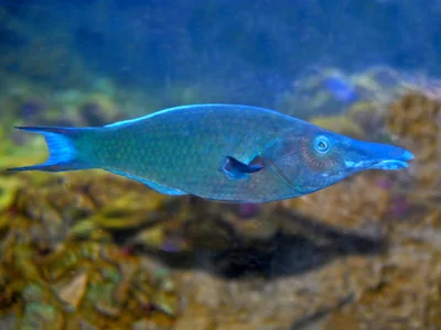 Labridae - Gomphosus caeruleus