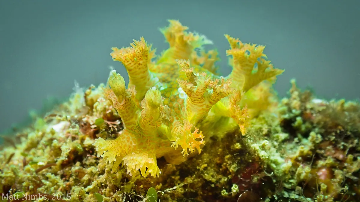 Heterobranchia | Nudibranchia | Tritoniidae | Marionia cyanobranchiata (Rüppell & Leuckart, 1828) - North West Solitary Island (Solitary Islands Marine Park) NSW, Australia