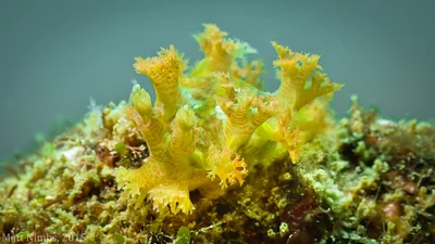 Heterobranchia | Nudibranchia | Tritoniidae | Marionia cyanobranchiata (Rüppell & Leuckart, 1828) - North West Solitary Island (Solitary Islands Marine Park) NSW, Australia