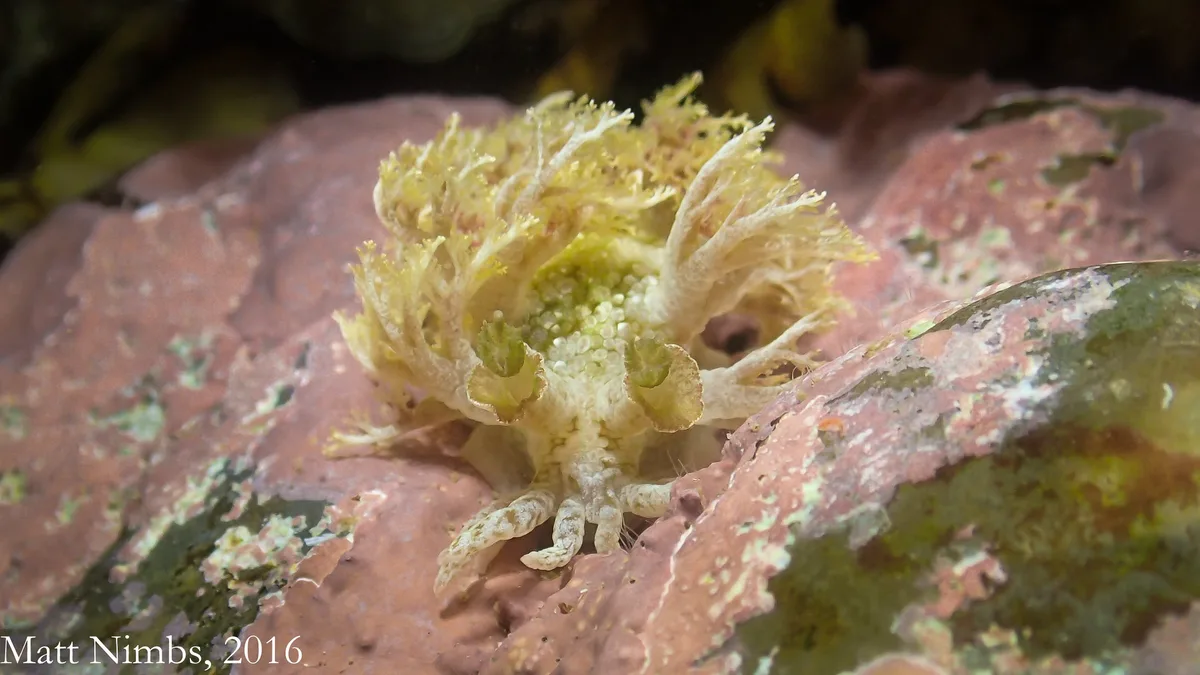Heterobranchia | Nudibranchia | Tritoniidae | Marionia cyanobranchiata (Rüppell & Leuckart, 1828) - Woolgoolga Headland (Solitary Islands Marine Park) NSW, Australia