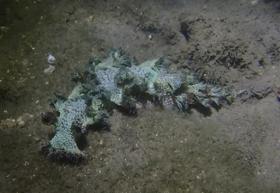 Marioniopsis cyanobranchiata - Australia