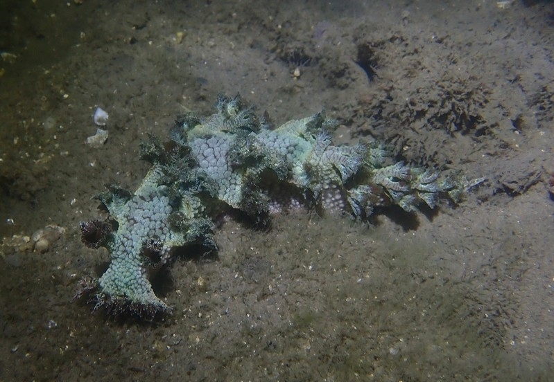 Marioniopsis cyanobranchiata - Australia