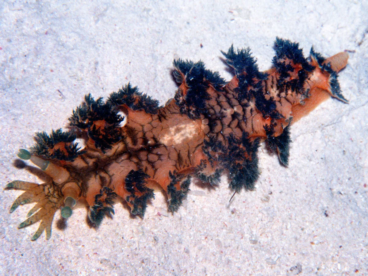 Marioniopsis cyanobranchiata - Ras Mohammed National Park, EG-JS-SS, EG-JS, EG