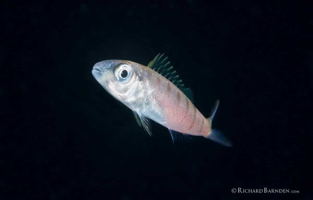 Green Jobfish (Aprion virescens) Post Larval_