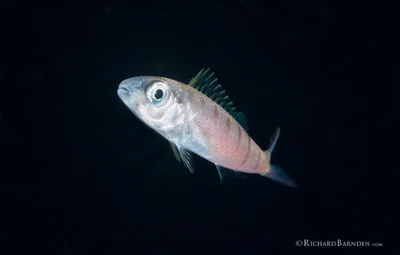 Green Jobfish (Aprion virescens) Post Larval_