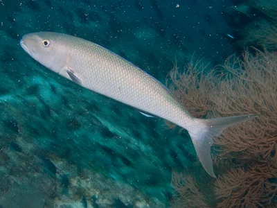 Aprion virescens