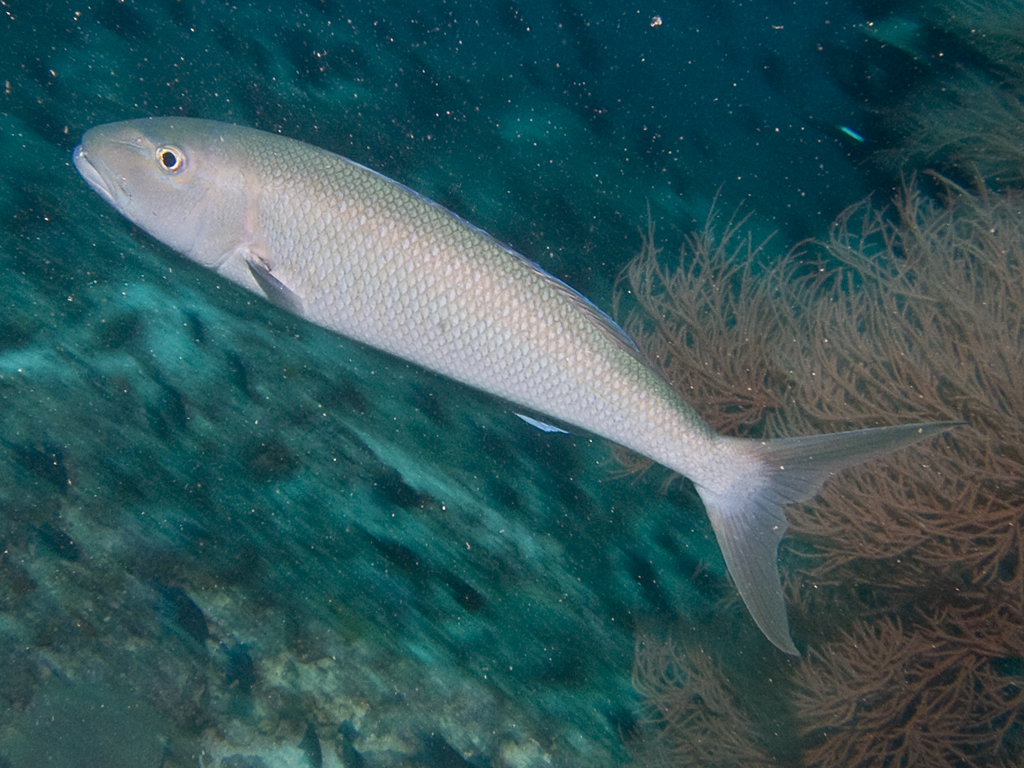 Aprion virescens