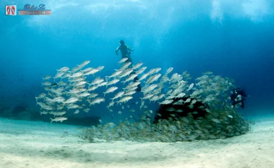 Ukupalu (Hawaiian) Blue-Green Snapper (Aprion virescens)
