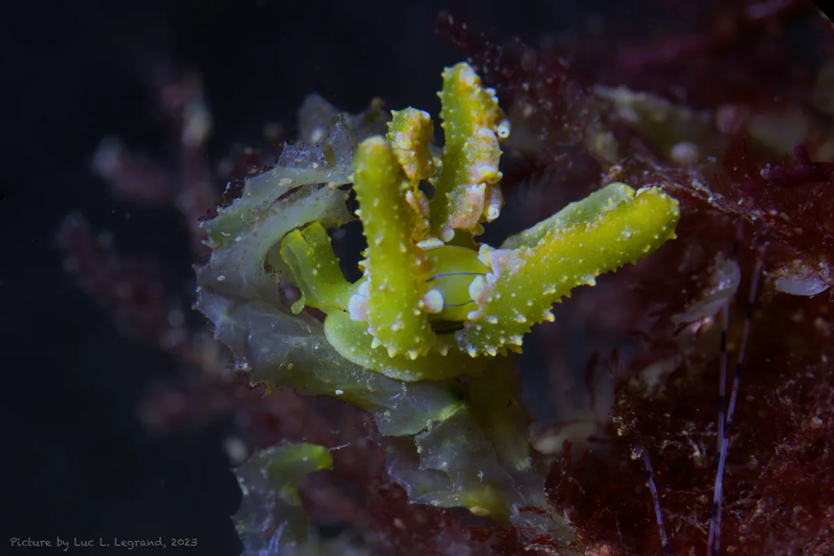 Lobiger viridis, Nudibranche