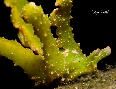 Lobiger viridis
